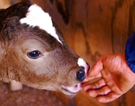 overlayImage